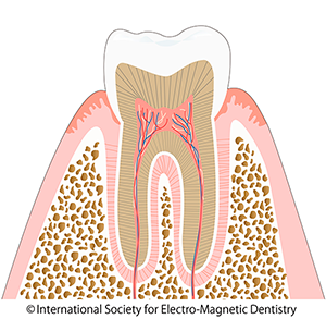 Figure 1: Cross-sectional view of teeth and gums